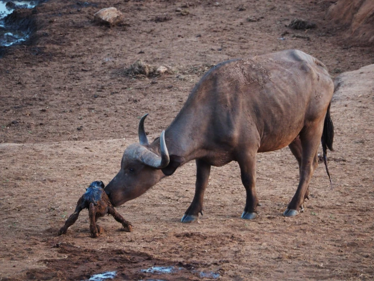 an animal standing on top of a brown ground