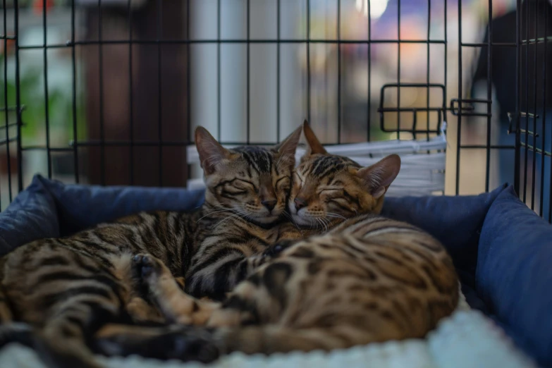 two cats laying down in their bed on top of each other