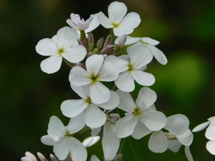 small white flowers with green stems growing