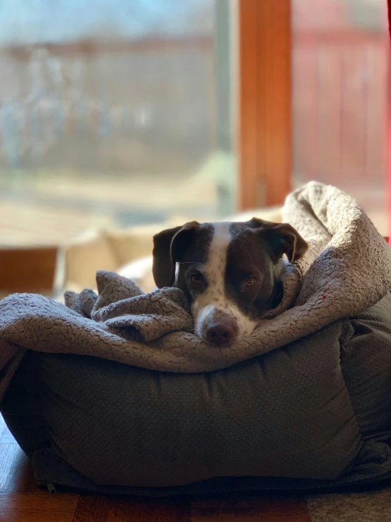 a puppy sitting in its bed at a window