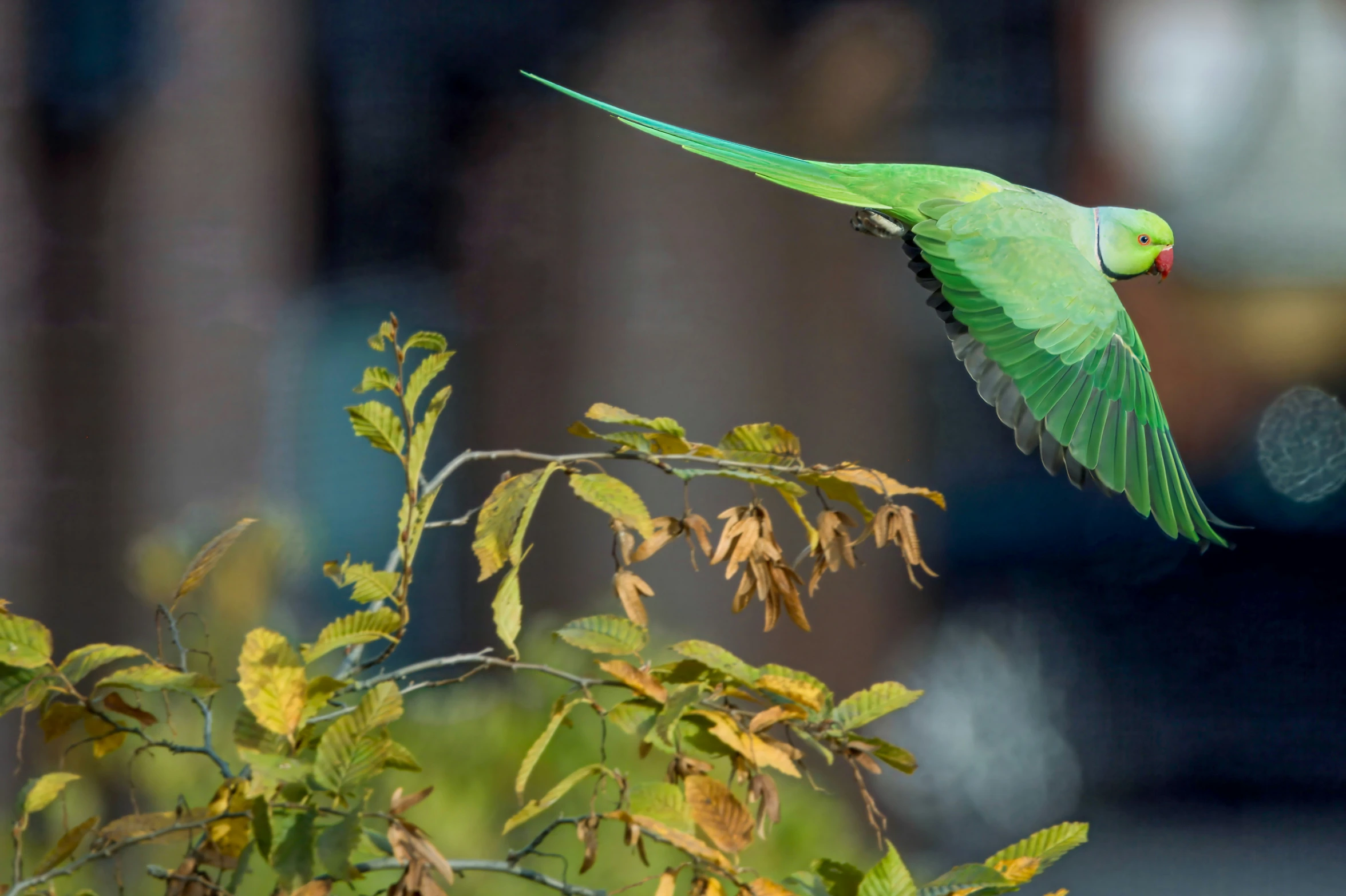 a green parrot flying over a bush in the day