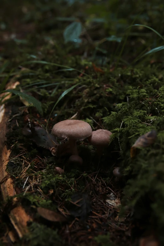 mushrooms are on the ground in the woods