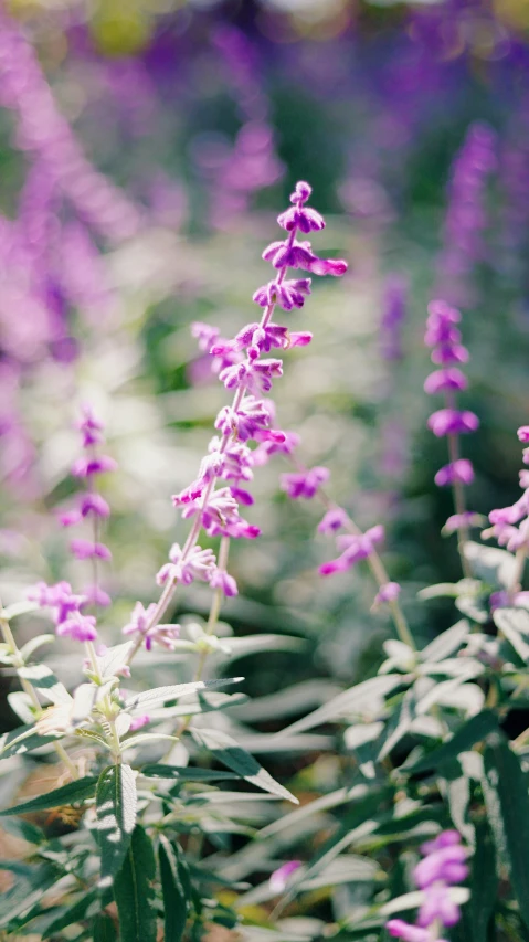 a purple plant with very small flowers in the background