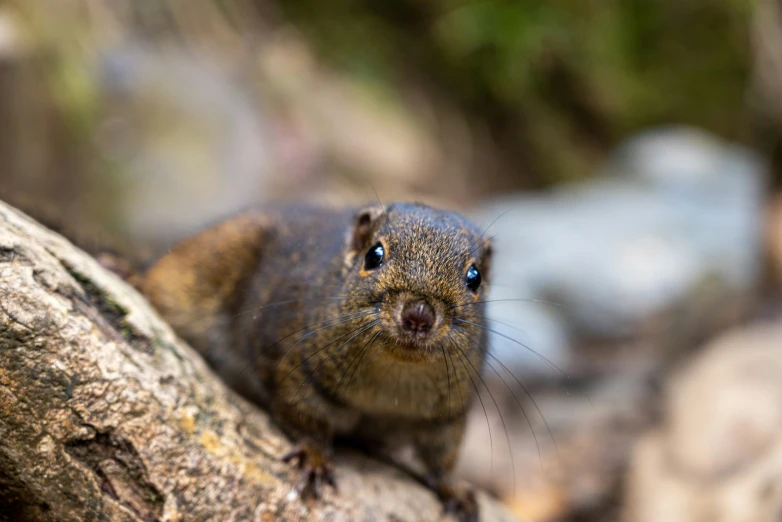 a small animal that is sitting on a tree trunk