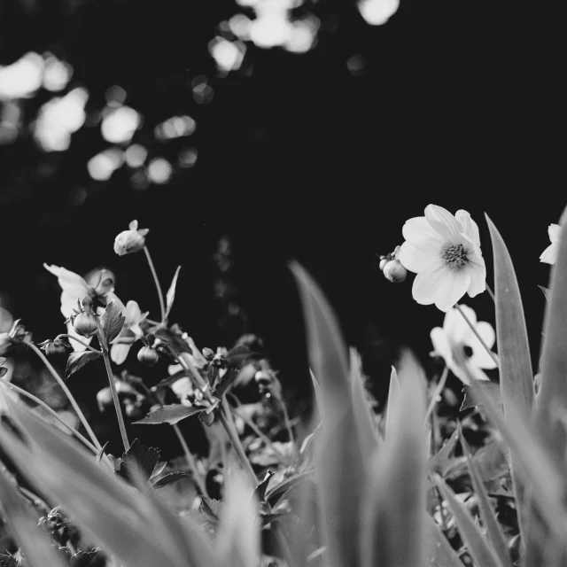 a black and white image of small white flowers