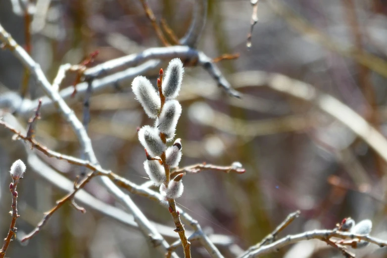 the nches and flowers of some small trees