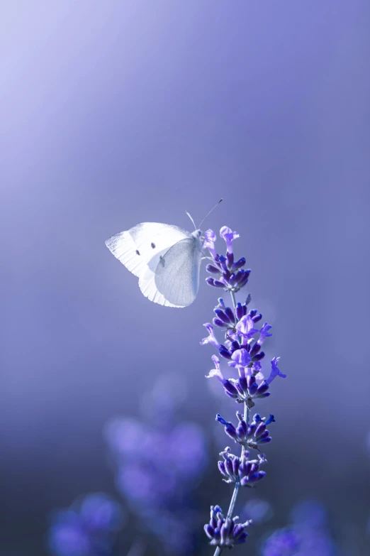 a erfly flying low to a flower in the air