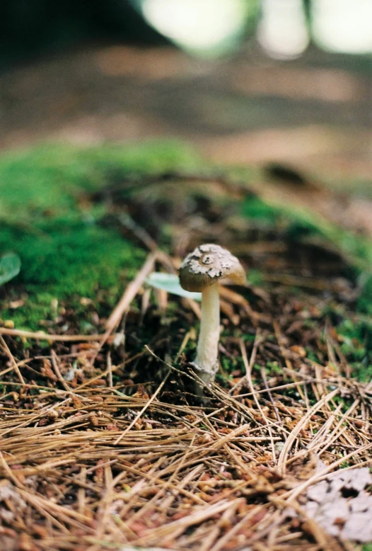 a white mushroom on top of grass near some brown sticks