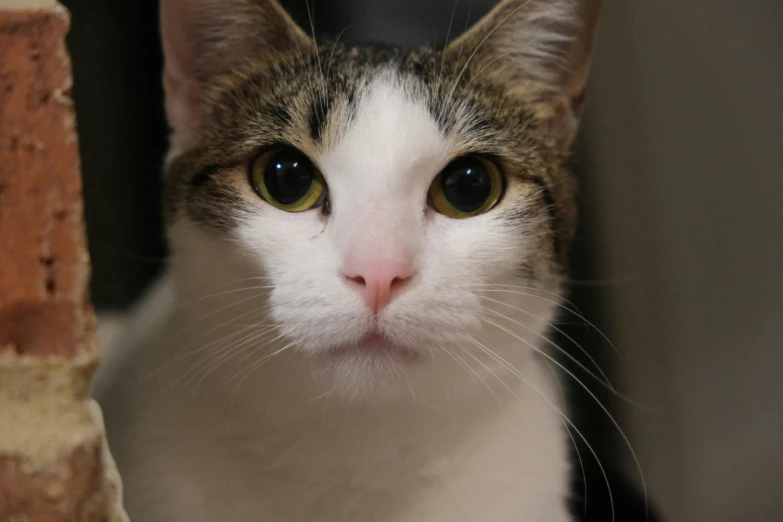 a cat sits and looks straight ahead