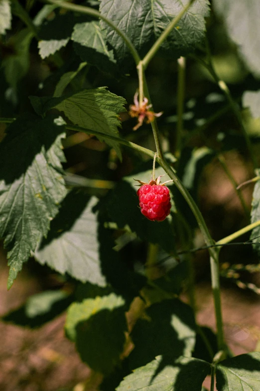 red berry on the nch of a bush