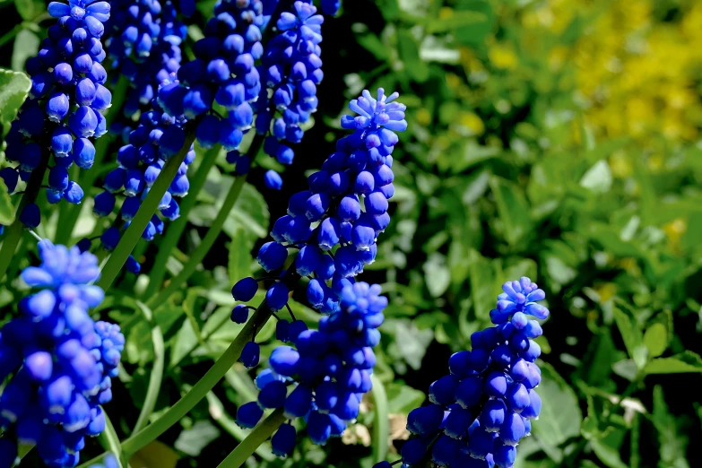 close up of blue flowers growing in the green grass