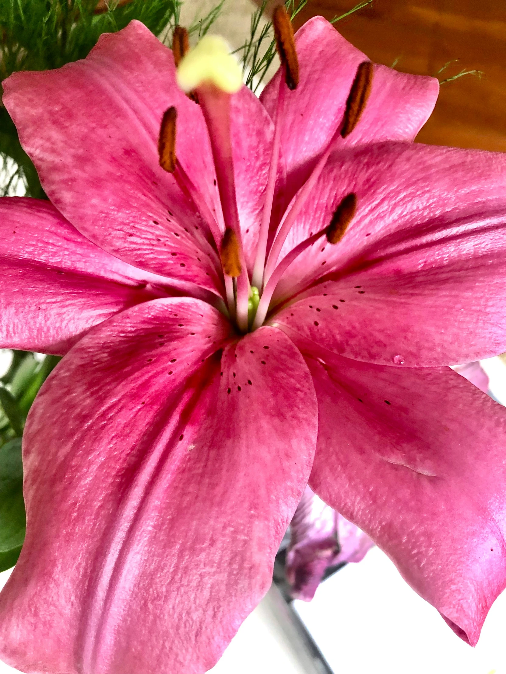 a close up of a flower on the ground