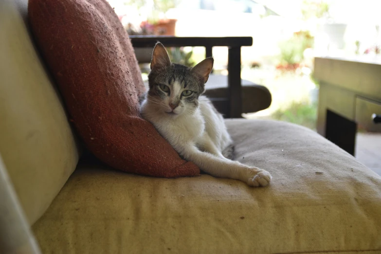 a cat laying on a tan couch near a wooden table