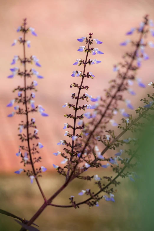 blue flowers are standing in front of a stone wall