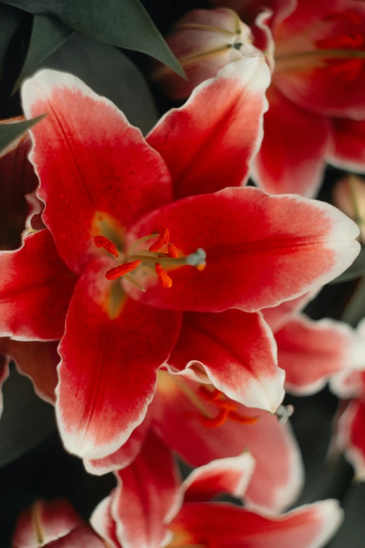 beautiful red and white flower on display in a bouquet