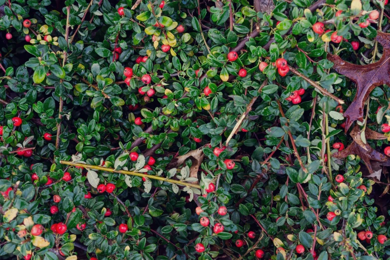 a tree filled with lots of ripe red berries