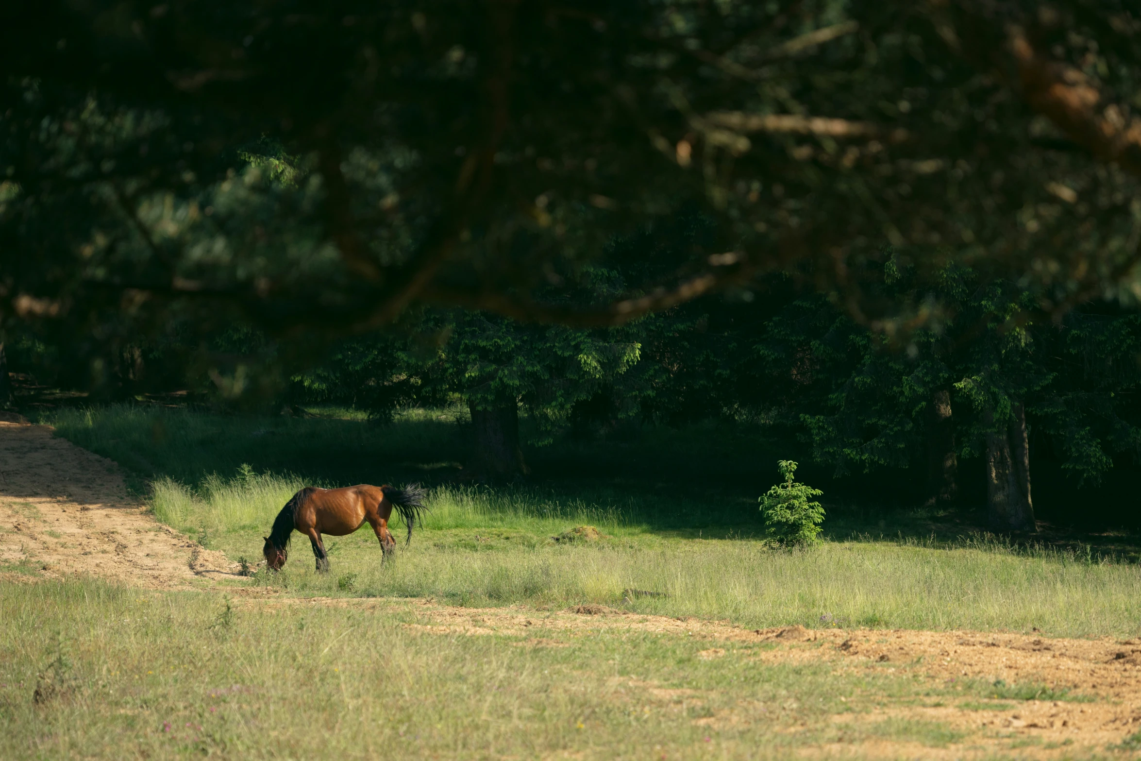 a horse grazes on some grass while it stands in the distance