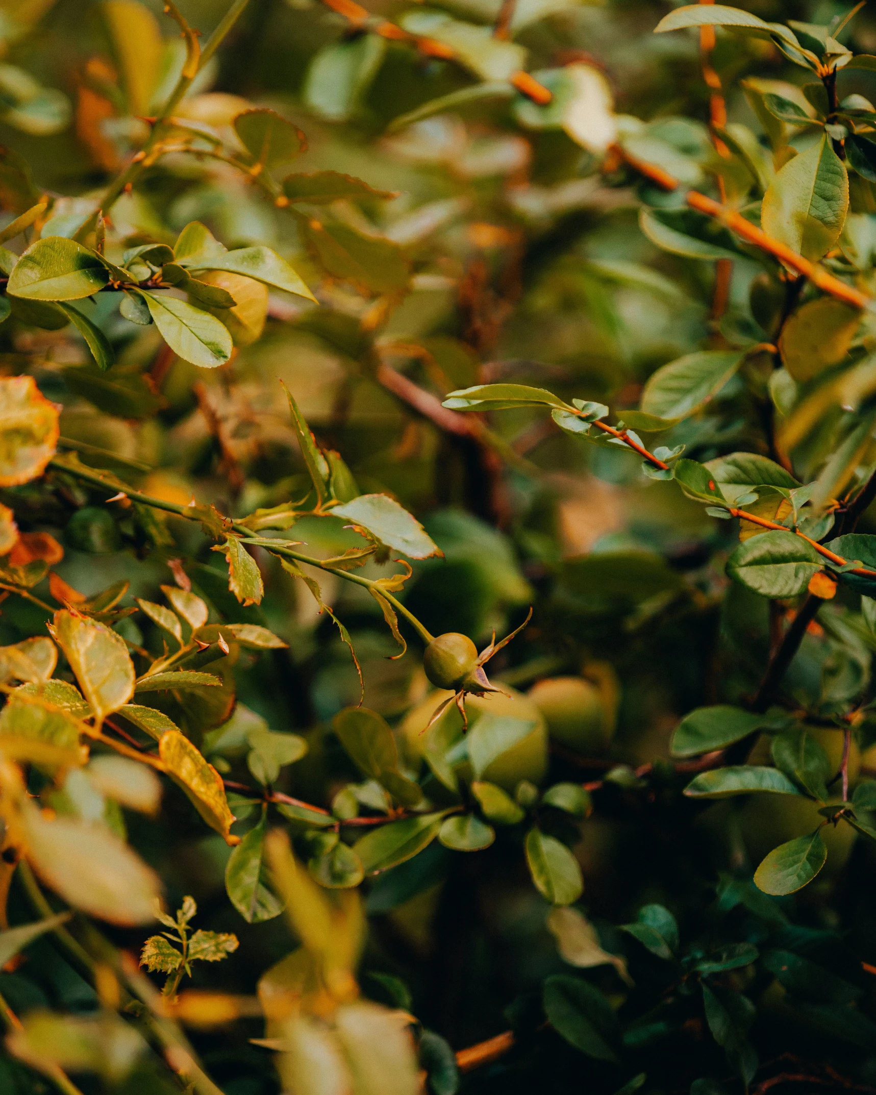 an image of leaves and nches from above