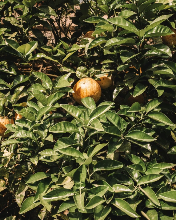 the tree has some small oranges on it