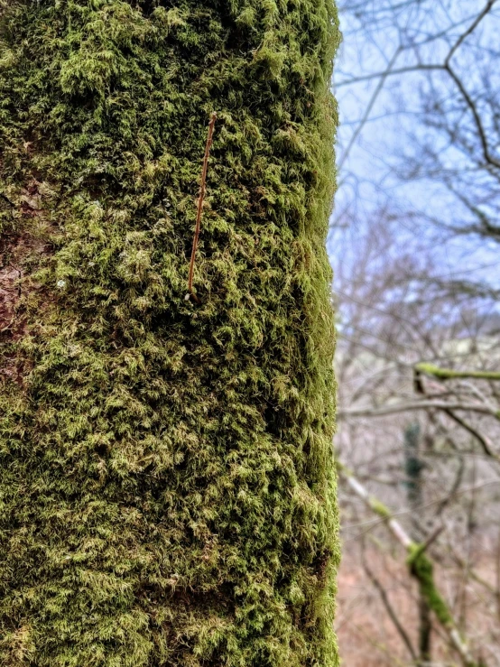 a large tree with green mossy bark