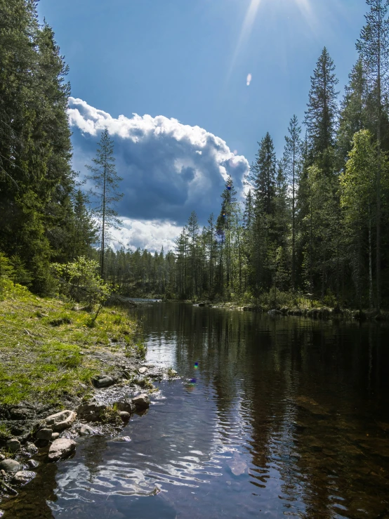 a view of trees in the background, water flowing from a small lake with stones below and grass in front of it