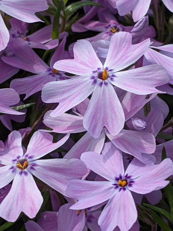 a bunch of pink flowers are blooming together