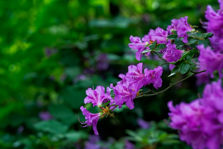 purple flowers growing in the wild and green foliage