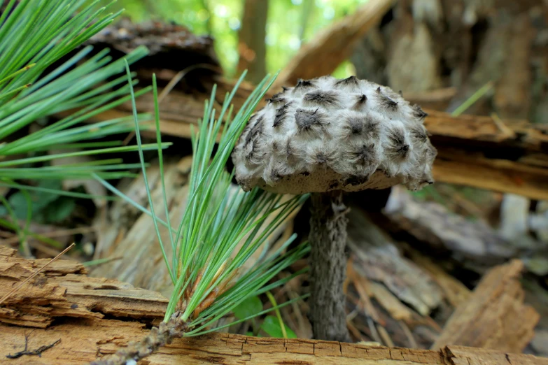 a picture of a mushroom growing out of the leaves of a tree