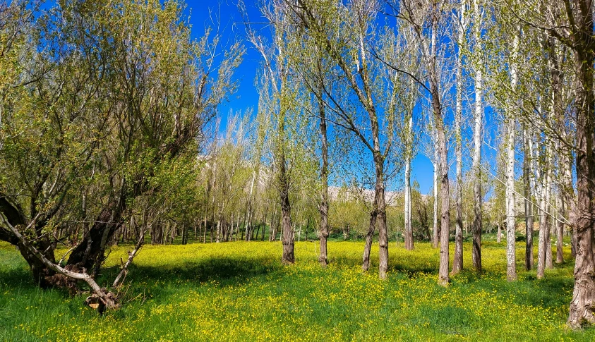 a field that has a lot of trees in it