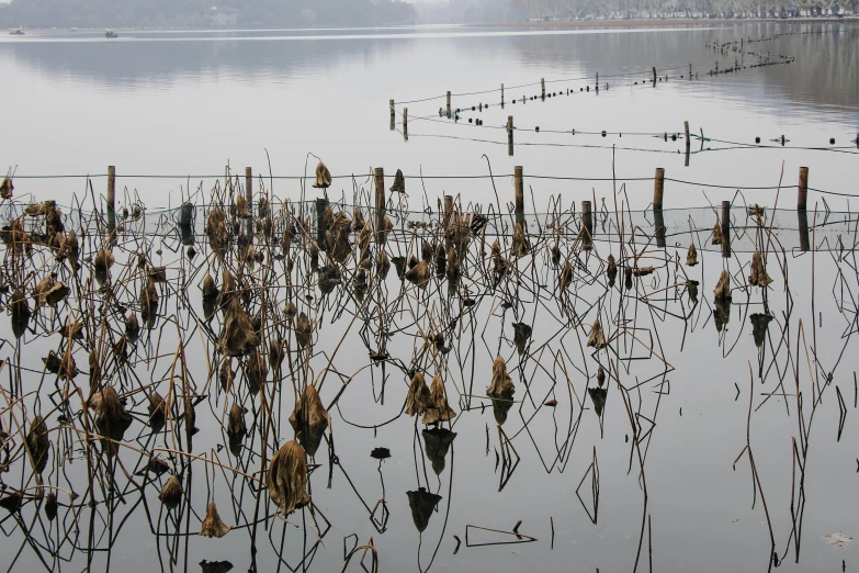 the stems in the water are dying