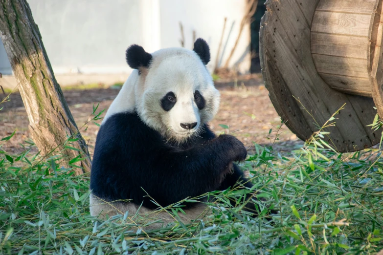 a panda bear is sitting on the grass by a tree