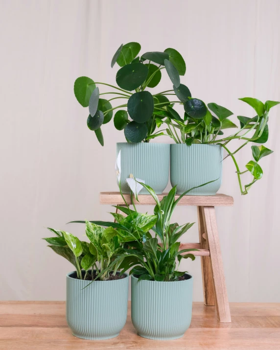 a set of three potted plants next to each other