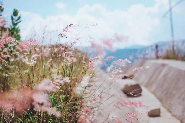 wildflowers and grasses cover the stone sidewalk at a trail near mountains