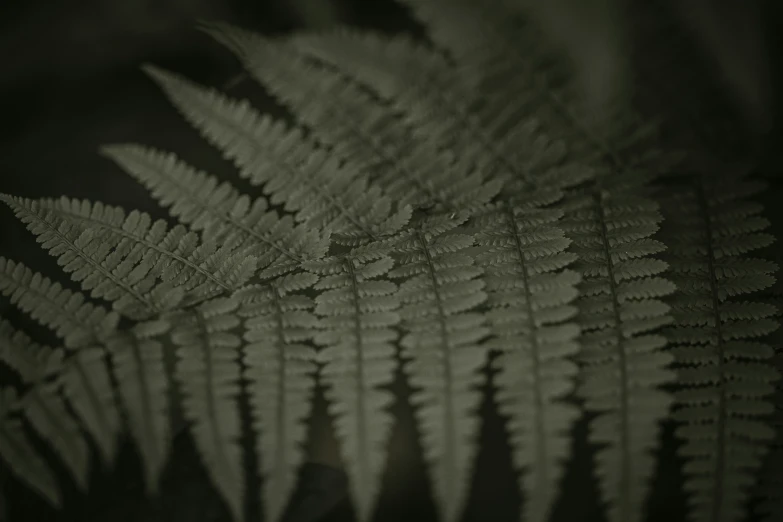an abstract po of a plant leaf in black and white