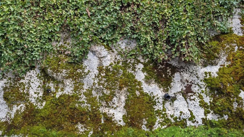 an overhead view of a wall with green moss