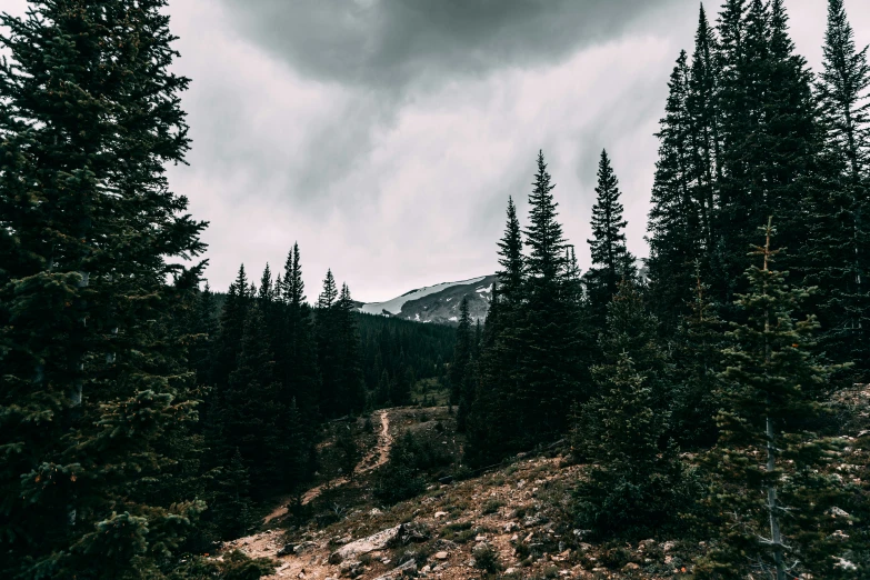 a cloudy day above some trees on a mountain