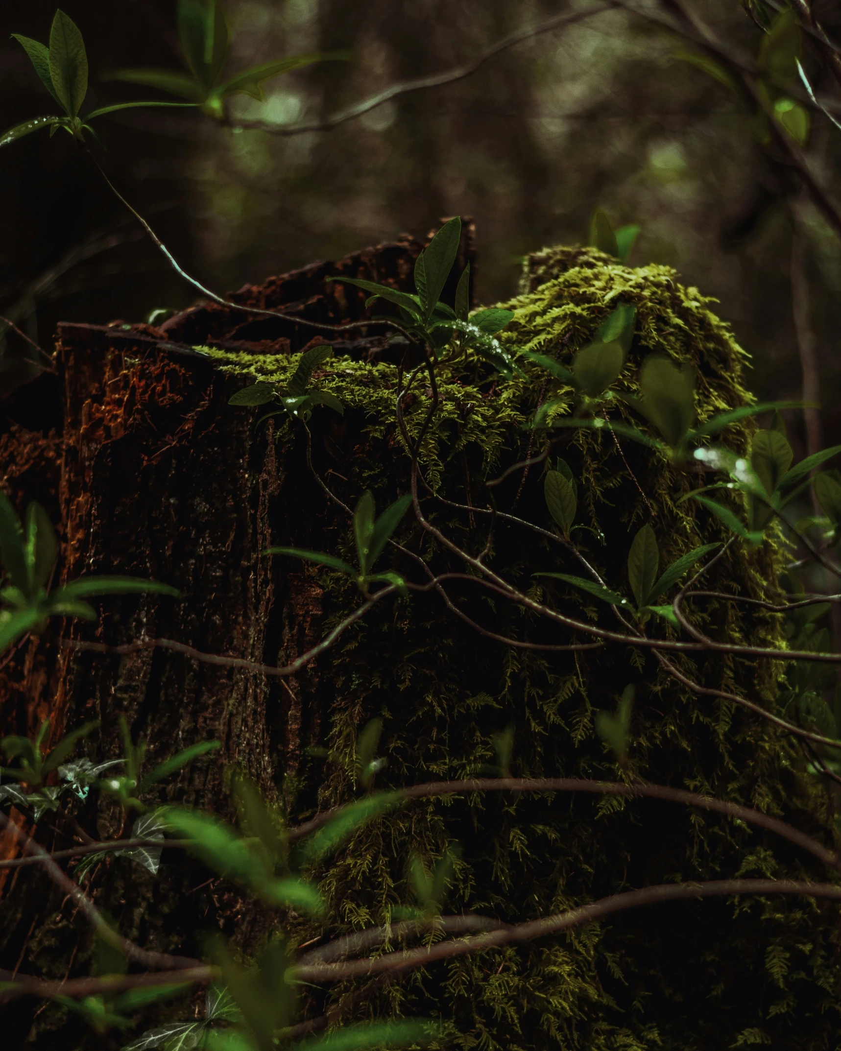 a mossy tree stump sits in the forest