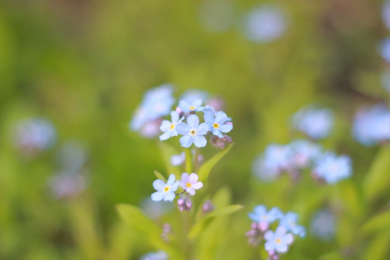 small blue and white flowers in a field