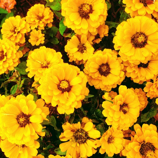 the flowers are yellow in color, with very many petals