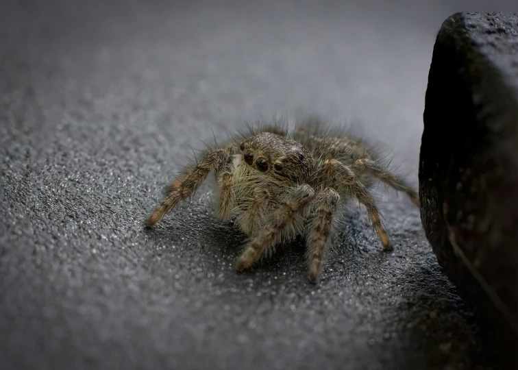 a spider crawling along a stone slab