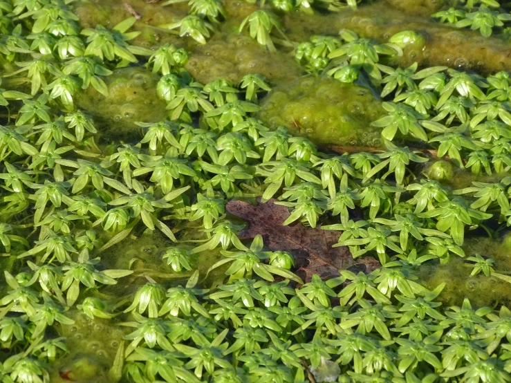 plants, including a frog, are green algae