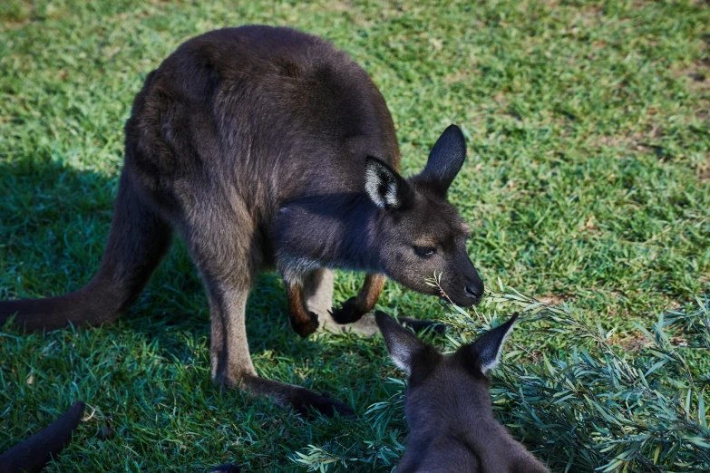 a baby kangaroo standing next to an adult kangaroo on the ground