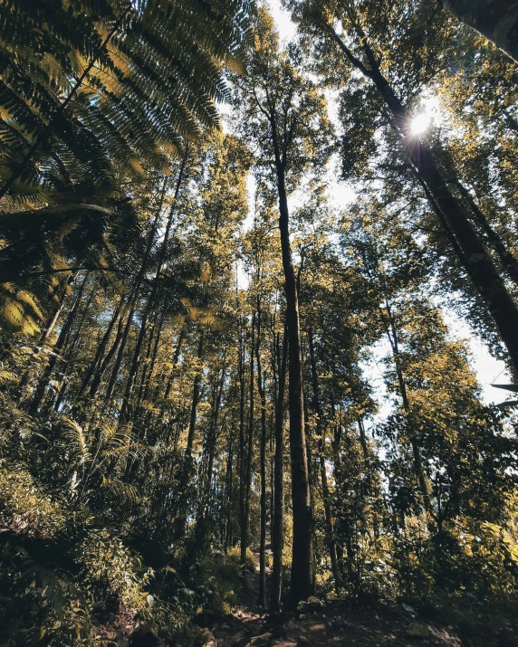 the view up in the sky shows very tall trees