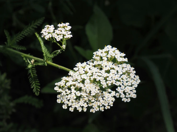 a close up of some white flowers near some green leaves
