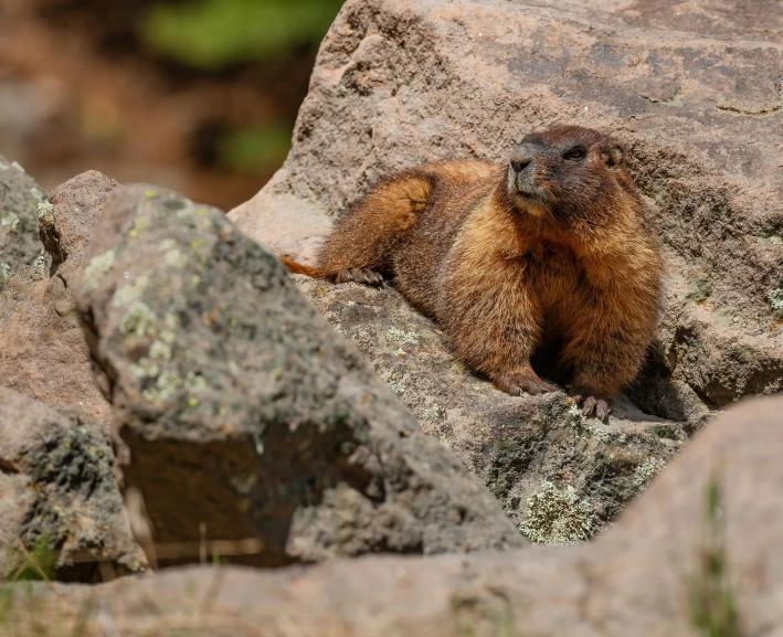 a small animal climbing out of the rocks