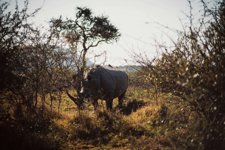 a rhino that is walking in the grass