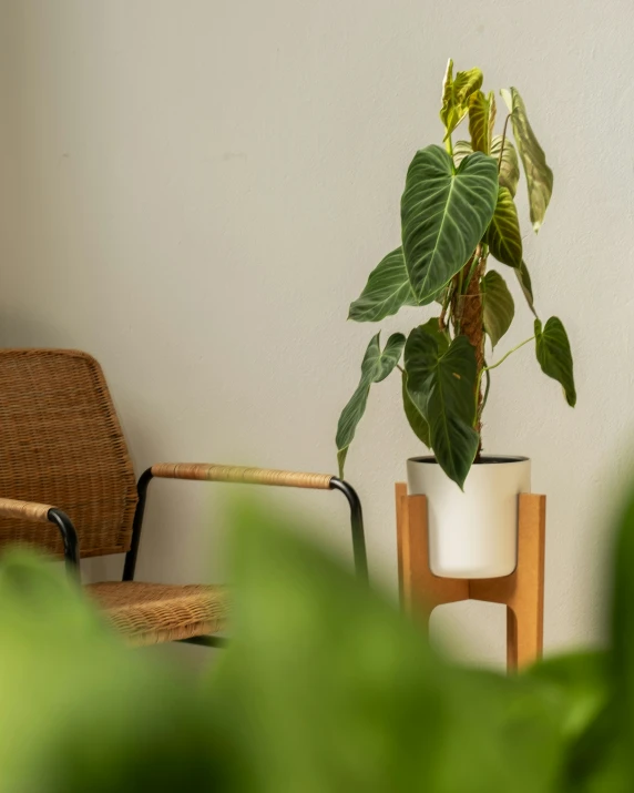 a green plant in a white planter sitting next to an armchair