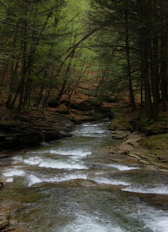 water running through a stream between rocks and trees