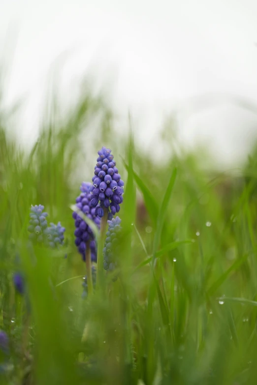 a bunch of blue flowers with drops of dew