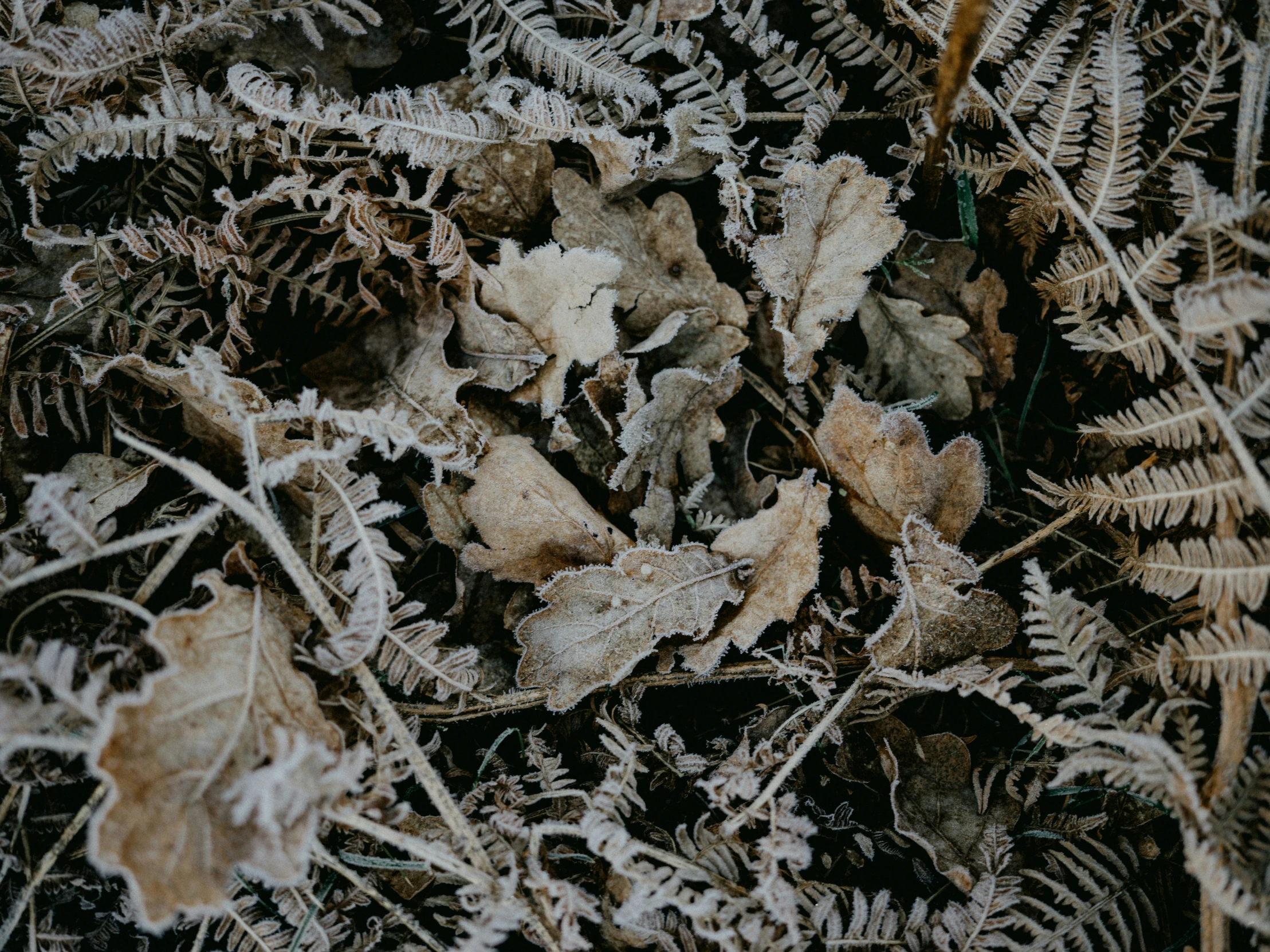 some frost covered leaves and nches in the snow